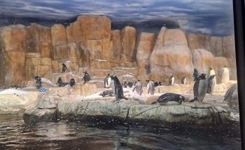 Suzanne and Walter Scott Aquarium