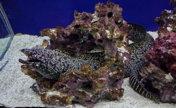 VIA Aquarium