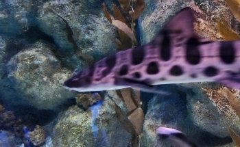 VIA Aquarium