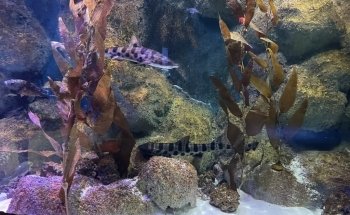 VIA Aquarium