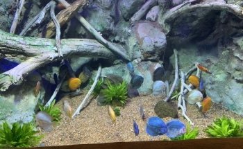 VIA Aquarium