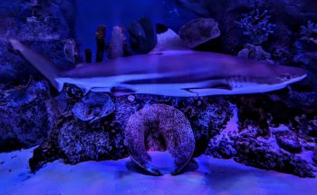 VIA Aquarium
