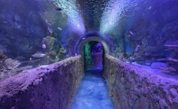 VIA Aquarium