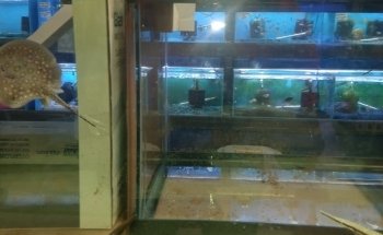 Lovely Pets Aquarium