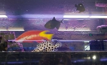 Lovely Pets Aquarium