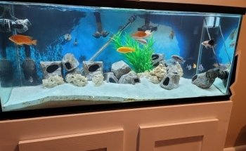 Lovely Pets Aquarium