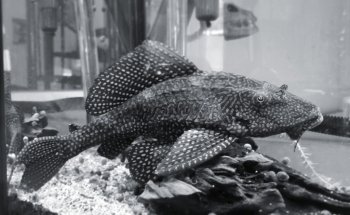Lovely Pets Aquarium