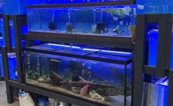 Lovely Pets Aquarium