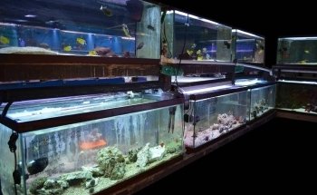 Lovely Pets Aquarium