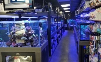 Strictly Fish & Corals