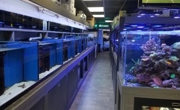 Strictly Fish & Corals