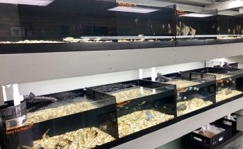 Strictly Fish & Corals