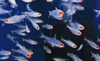 Agnoquatics