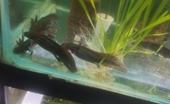 daniel aquarium corrarello