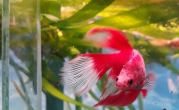 daniel aquarium corrarello