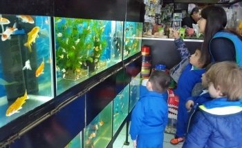 daniel aquarium corrarello