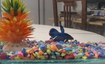 daniel aquarium corrarello