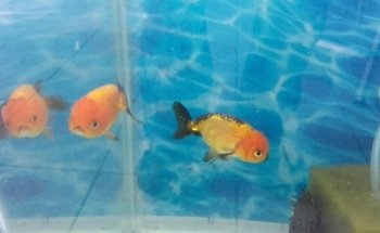 daniel aquarium corrarello