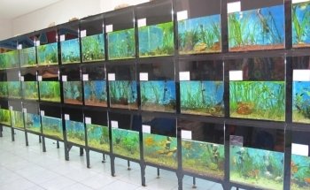 daniel aquarium corrarello