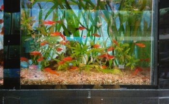 daniel aquarium corrarello