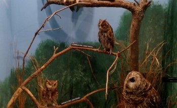 Museum of Coastal Carolina