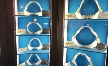 Museum of Coastal Carolina