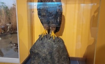 Museum of Coastal Carolina