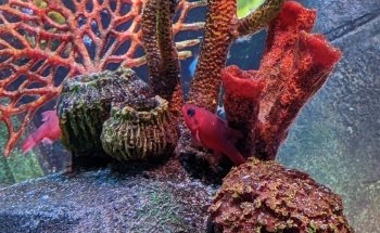 SEA LIFE San Antonio