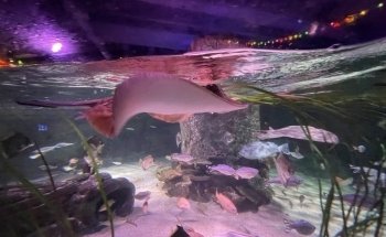 SEA LIFE San Antonio