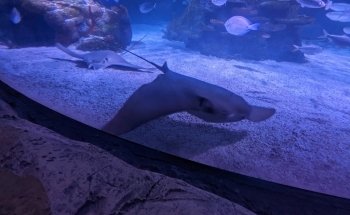 SEA LIFE San Antonio