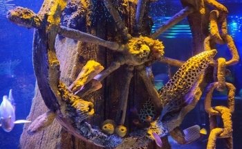 SEA LIFE San Antonio