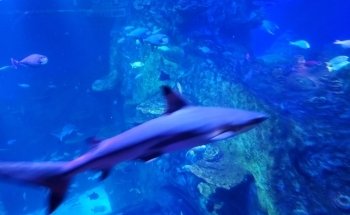 SEA LIFE San Antonio