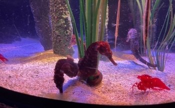 SEA LIFE San Antonio