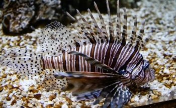 Living Shores Aquarium