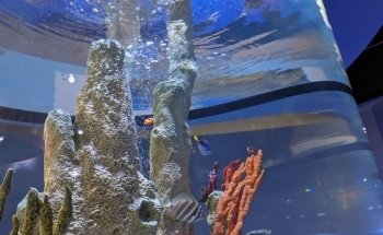 Living Shores Aquarium
