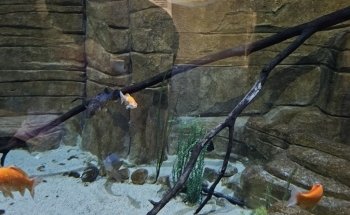 Living Shores Aquarium