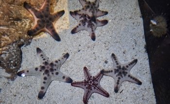 Living Shores Aquarium
