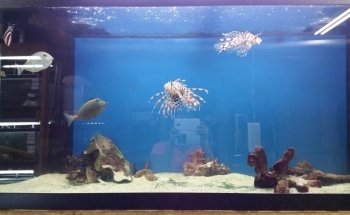 Tropical Lagoon Aquarium