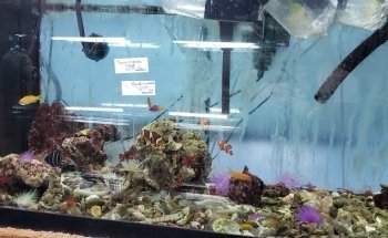 Tropical Lagoon Aquarium