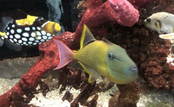 Tropical Lagoon Aquarium