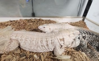 Emerald Bay Fish & Reptile