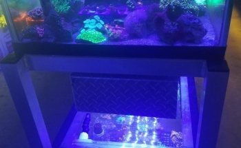 Emerald Bay Fish & Reptile