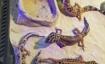 Emerald Bay Fish & Reptile