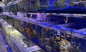 Seascape Aquarium & Pet Center