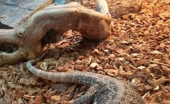 Seascape Aquarium & Pet Center