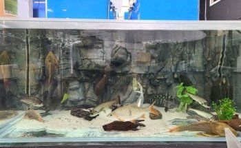 PREDATORY FINS