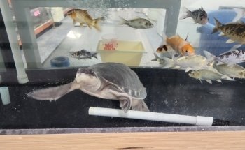PREDATORY FINS
