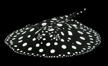PREDATORY FINS