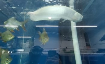 PREDATORY FINS