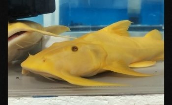 PREDATORY FINS